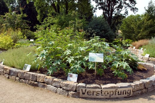Senckenbergischer Arzneigarten  Botanischer Garten Frankfurt