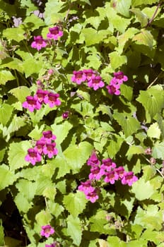 Gloxinienwinden, Asarina scandens