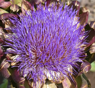 Artischocke, Cynara, scolymus