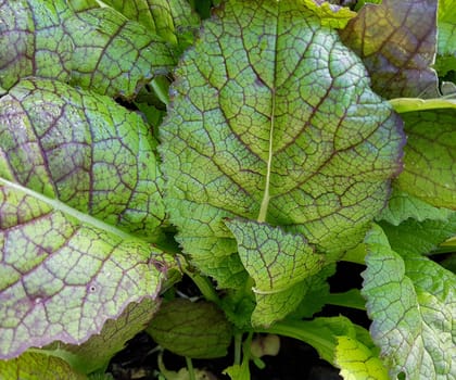 Asia-Salat, Red Giant