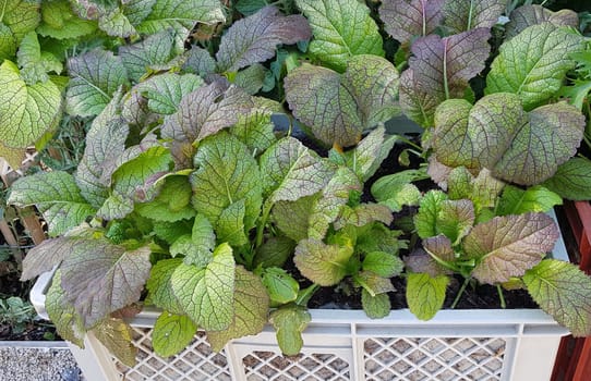 Asia-Salat, Red Giant