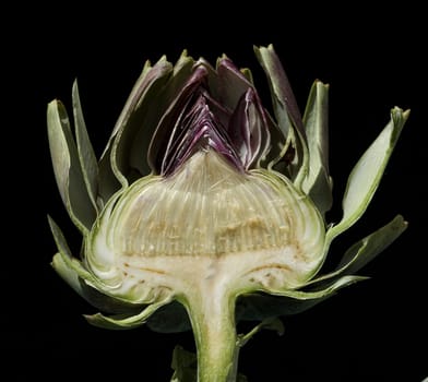 Artischocke, Cynara scolymus
