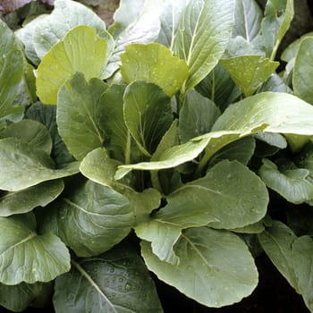 Asia-Salat  Mizuna Early