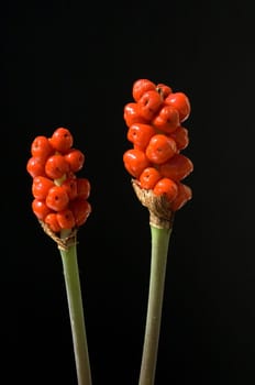 Aronstab, Fruchtstand, Fruchtstaende, Aurum Italicum, rote Beeren