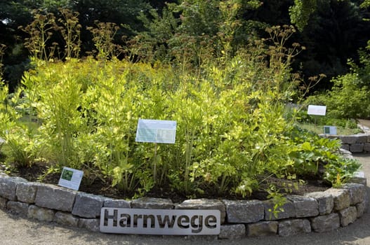 Senckenbergischer Arzneigarten, Harnwege, Heilpflanzen