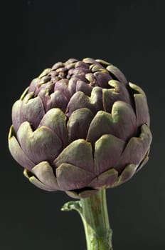 Artischocke  Cynara, scolymus
