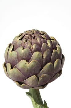 Artischocke  Cynara, scolymus