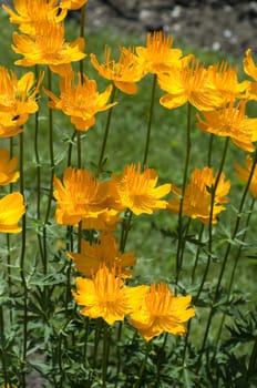 Asiatische Trollblume  Trollius asiaticus