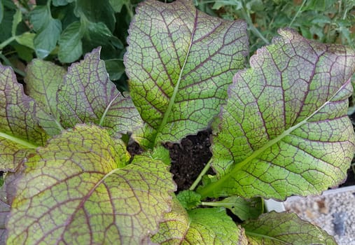 Asia-Salat, Red Giant