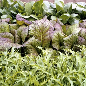 Asia-Salat  Green Boy  Red Giant  Mizuna Early
