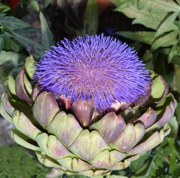 Artischocke, Cynara, scolymus, Gemuese, Heilpflanze