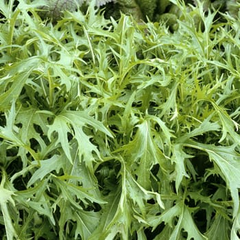 Asia-Salat  Green Boy