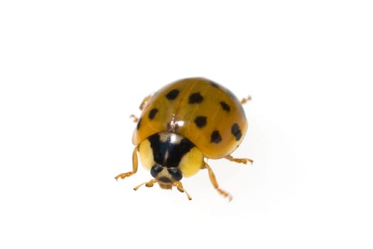 Asiatischer  Marienkaefer  Harmonia  axyrides  Insekt, kaefer