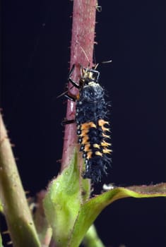 Larve  Asiatischer  Marienkaefer
