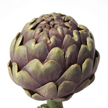 Artischocke  Cynara, scolymus