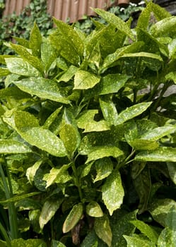 Aucuba japonica