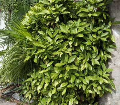 Aucuba japonica