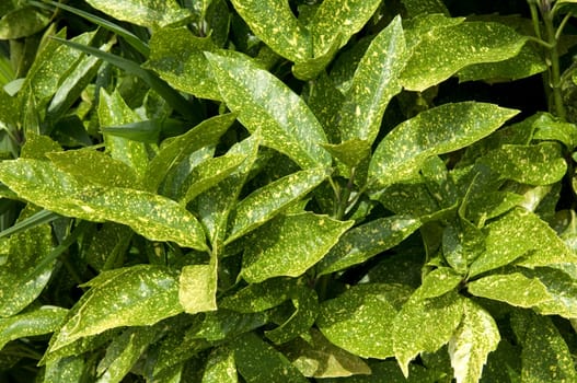 Aucuba japonica