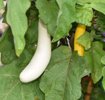 Aubergine, Solanum melongena, auch Eierfrucht genannt, ist eine Gemuese- und Heilpflanze. Eggplant, Solanum melongena, also called egg fruit, is a vegetable and medicinal plant.
