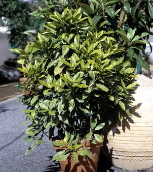 Aucuba japonica