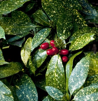 Aucuba, Aucuba japonica