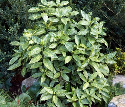 Aucuba japonica