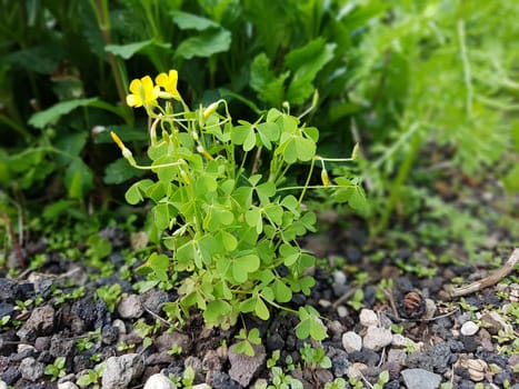 Oxalis stricta, Aufrechter, Sauerklee  Keimling, Sproessling
