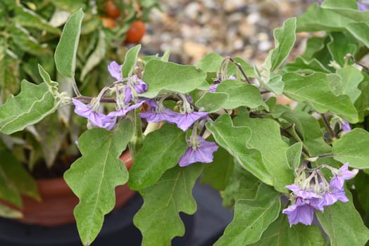 Aubergine, Solanum melongena, auch Eierfrucht genannt, ist eine Gemuese- und Heilpflanze. Eggplant, Solanum melongena, also called egg fruit, is a vegetable and medicinal plant.
