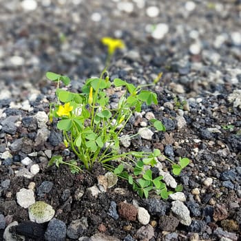 Oxalis stricta, Aufrechter, Sauerklee  Keimling, Sproessling