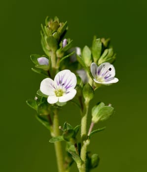 Augentrost, Euphrasia, rostkoviana