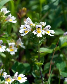 Augentrost  Euphrasia rostkoviana