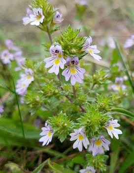 Augentrost, Euphrasia, rostkoviana