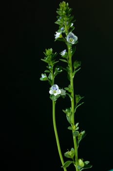 Augentrost  Euphrasia