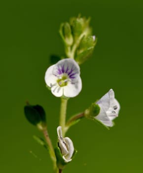 Augentrost, Euphrasia, rostkoviana