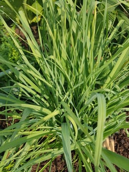 Ausdauerder Lauch, Allium ssp., Kraeuter, Heilpflanze