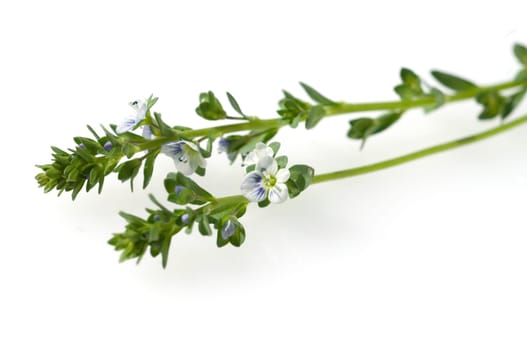 Augentrost  Euphrasia rostkoviana