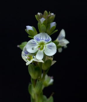 Augentrost  Euphrasia rostkoviana