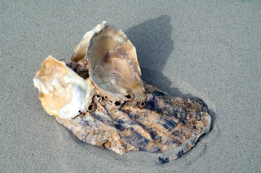 austernschale, sand, strand