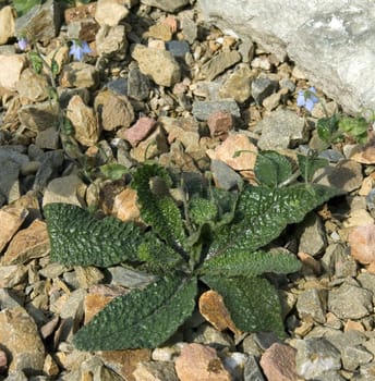Ausdauernder Borretsch  Borago laxiflora