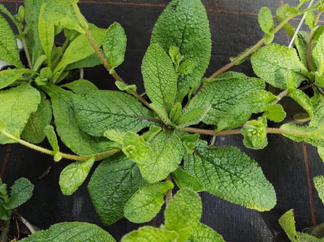 Ausdauernder Borretsch, Borago pygmaea