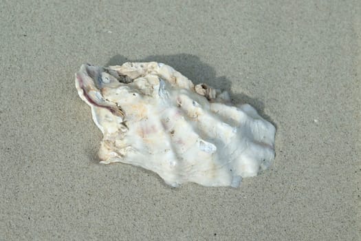 austernschale, sand, strand