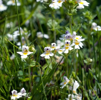 Augentrost  Euphrasia rostkoviana
