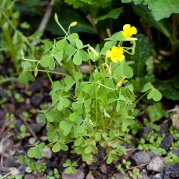 Oxalis stricta, Aufrechter, Sauerklee  Keimling, Sproessling