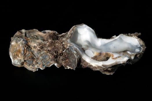 austernschalen, Muschelschalen, auster