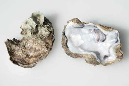 austernschalen, Muschelschalen, auster