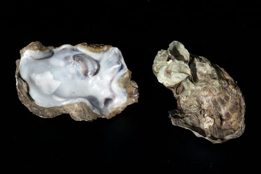 austernschalen, Muschelschalen, auster