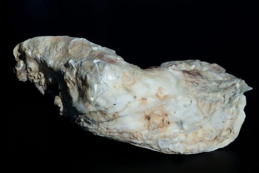 austernschalen, Muschelschalen, auster