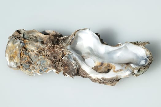 austernschalen, Muschelschalen, auster