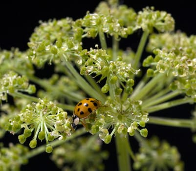 Asiatischer Marienkaefer, Harmonia axyrides