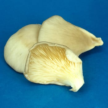 Austernseitling  Pleurotus pulmonarius